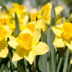 Inner Voice Event June 15th, 2026 | Balance & Thrive