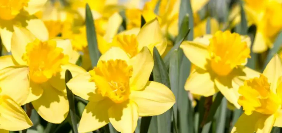 Inner Voice Event June 15th, 2026 | Balance & Thrive